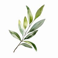 Image result for Olive Branch Transparent Background