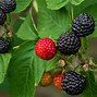 Image result for Fruit and Vegetables Plants