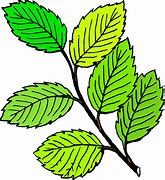 Image result for Tea Leaf Clip Art