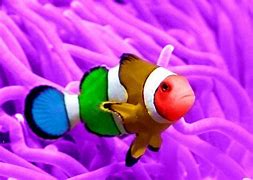 Image result for Finding Nemo Fish Species