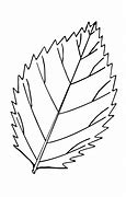 Image result for Leaf Sketch