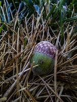 Image result for Acorn with Tree Graphic