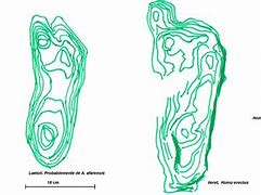 Image result for Homo Erectus Human