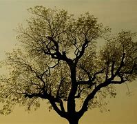 Image result for Oak Tree Silhouette Wall Decal