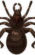 Image result for Spider Cartoon Png