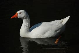 Image result for 101 Dalmatians Goose