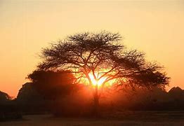 Image result for Big Tree Silhouette