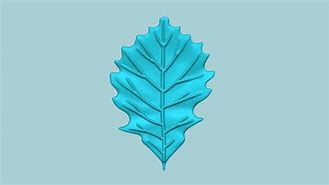 Image result for Willow Oak Tree Leaf