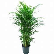 Image result for Areca Palm Florist Leaf