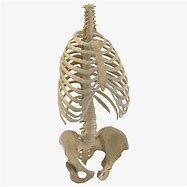 Image result for Rib Cage and Pelvis