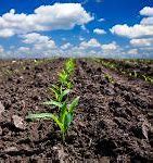 Image result for Old Corn Field