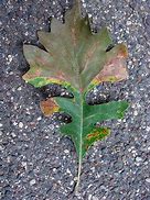 Image result for Bur Oak Leaf