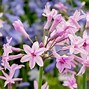 Image result for Pink Flower Plant