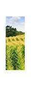 Image result for Old Corn Field