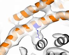 Image result for ATP Synthase Chloroplast