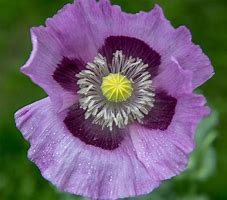 Image result for Black Poppy Flower