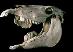 Image result for Horse Skull Lower Jaw