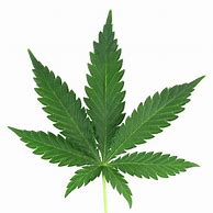 Image result for Weed Plant Clip Art