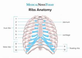 Image result for Anatomy of Rib Cage Women