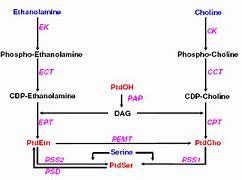 Image result for De Novo Synthesis of Phospholipids