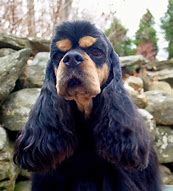 Image result for Cocker Spaniel Dark Brown