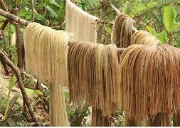 Image result for Abaca Stalk