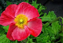 Image result for Iceland Poppy Shade of Pink