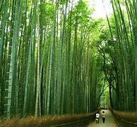 Image result for 10 Bamboo Trees