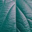 Image result for Leaf Macro Photography