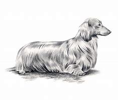 Image result for Dachshund Pencil Drawings