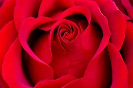 Image result for Real Rose Tattoo