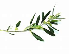 Image result for Blakc and White Clip Art Olive Branch Engravable