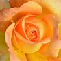 Image result for Dusty Rose Color Flowers