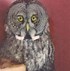 Image result for Great Owl Angry Bird