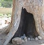 Image result for Sycamore Tree in Israel