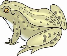 Image result for Speckled Frog Art