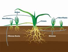 Image result for Dental Root Anatomy