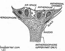 Image result for Red Algae Labelled Diagram