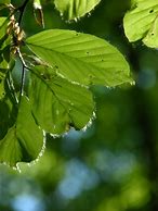 Image result for Pruning Weeping Beech