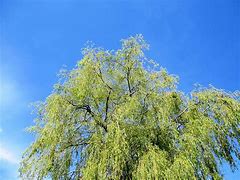 Image result for Weeping Willow Tree Silhouette