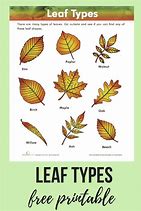 Image result for Fall Leaves Names