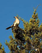 Image result for State Bird of Texas Images Small Pic