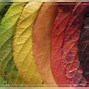 Image result for Fall Leaves Corner Clip Art