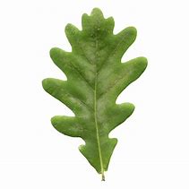 Image result for Transparent Oak Leaf Silhouette