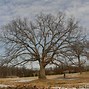 Image result for Quercus Alba Leaf