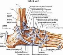 Image result for Ankle Diagram