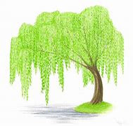 Image result for Willow Tree Clip Art Colorful