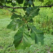 Image result for Swamp White Oak Leaf