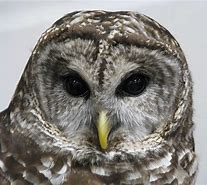 Image result for Serious Owl