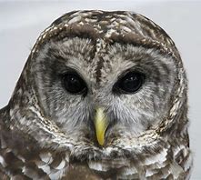 Image result for Owl On Branch Print Out